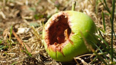 Apple zepsuło podcasty